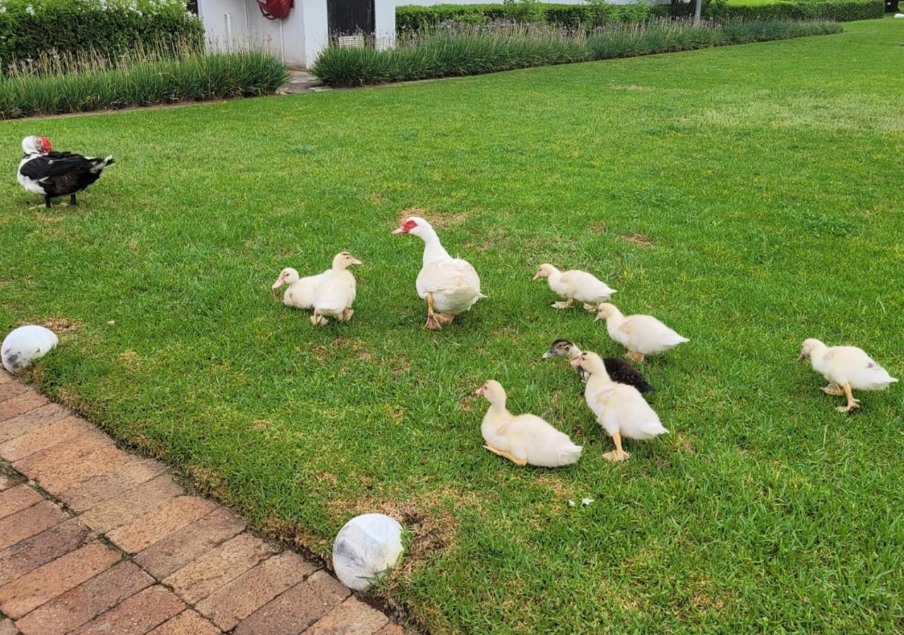 Kievits Kroon Gauteng Wine Estate Pretoria-Noord Eksteriør bilde